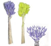 Syiyunran Erba di Coda Lepre Piccola Pampa - OFruit verde e viola 60 pezzi ciascuno, Fiori Secchi Canna Secca, Adatto Matrimonio Casa Festa Ufficio Fotografia Decorazione Vaso