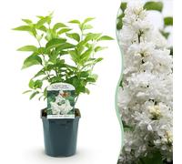 Syringa vulgaris mme Lemoine - Lillà comune - resistente - bianco - 35-45cm - Ø17cm - Pianta da giardino