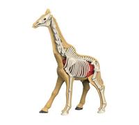 SZLIFE Modello del Corpo Animale per dimostrazioni didattiche, Giocattolo di apprendimento, Oggetti didattici, Parti del Corpo e organi per Lo Studio, 31010