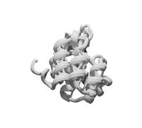 T4-Lysozyme Protein Structure Model for Education - Biochemistry Learning Aid