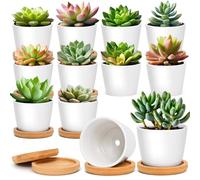 T4U vaso per piante da interno bianco rotondo con sottovaso, vaso piante grasse per cactus, set da 12, per uso dedicato agli amanti delle piante, decorazione per scrivania, scaffali e finestre