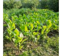Tabacco - copertura del terreno letto rialzato per da interno da balcone vecchie varietà giardino roccioso giardino per la cucina 50semi