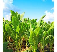 tabacco ornamentale - in vaso biologici esterno Vecchie varietà 600semi