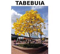 Tabebuia (Giallo Tromba Albero) 6 maggio 2018 Piantine