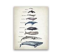 Tabella di confronto dimensioni balene Stampa balena Pittura ad acquerello Poster educativo per bambini Nursery Wall Art Immagini Kids Room Decor Senza cornice-30x45cm