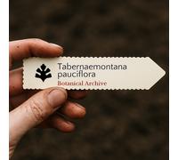 Tabernaemontana pauciflora SEEDS - - SEMI Gelsomino indiano | Stella di notte