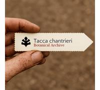 Tacca chantrieri SEEDS - - SEMI Fiore pipistrello | Giglio nero