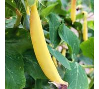 taccole dolci bonsái di interni selvatici balcone letti elevati saporoso resistente Letti elevati giardino semi di 100pcs