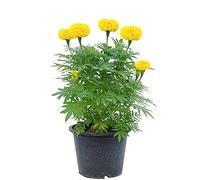 Tagete arredamento per ufficio decorazione del davanzalepianterampicanti resistentipianteamanti dell'ombra,resistenti al freddo invernale 350Seme