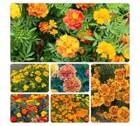 tagete balcone primavera semi di balcone semi di selvatici primaverili estivi ufficio giardino al coperto 200pcs