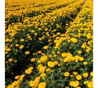 Tagete propagazione dei semi giardino interno Aiule rialzate per il giardinopiantepensili,resistenti,pianteresistenti in vaso 800Seme