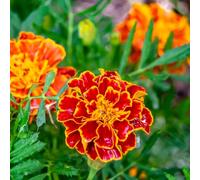 tagete selvatica balcone primi perenni di resistente ufficio giardino semi decorazione calenduli 1500pcs