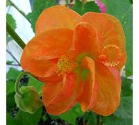 Taglio Taglio Abutilon Orange Tropic Seeds ONLY
