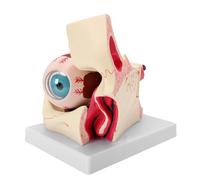 Taidda Modello di Anatomia Dell'occhio, Ingrandito, Staccabile, | Strumento Educativo con Struttura Orbitale, PVC Resistente, Formazione Medica, Aula di Anatomia, Parti Staccabili