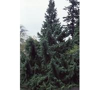 Taiwania Cryptomerioide s Taiwan Cedar Coffin Tree 5 Fresh Seeds Seeds ONLY