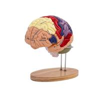 TAIZhiChen Modello Cerebrale con Vasi Ingrandimento 2x Modello Cerebrale 4 Parti Dettagliato Anatomia Umana per Aula