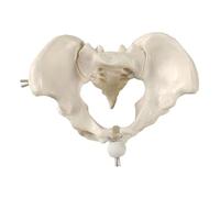 TAIZhiChen Modello di Scheletro Pelvico Femminile, Modello Medico per La Visualizzazione Della Comunicazione Brevettuale
