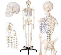 TakeTex - Scheletro umano a grandezza naturale, modello scheletro anatomico da 179,8 cm, con tabella colorata e copertina
