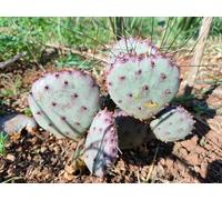 Talea di fico d'india viola - Opuntia var. macrocenta Santa Rita 1 pz