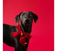 Talking Tables Bandana per animali domestici in velluto rosso per cani e gatti, papillon con campana dorata, accessorio per cani e gatti, per feste di Natale o regali
