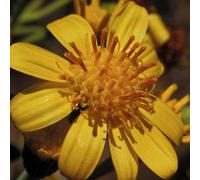 Tall Yellow Top 50 ml Preparazione pronta all’uso