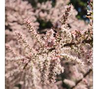 Tamerice 2L - Un bellissimo, alto cespuglio rosa