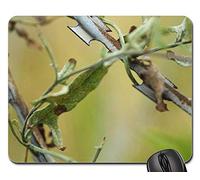 Tampone per Mouse, Flower Wire Daniel Barbed Wire Nature Tappetino per Mouse Personalizzato Tappetini Mouse Bordi Cuciti Tappetino da Gaming per Gaming Casa 25X30Cm