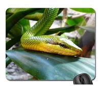 Tappetini per Il Mouse da Gioco, Hungary Budapest Zoo Snake Green Mamba Green Gaming Pad Liscia Mousepad Personalizzato Tappeto Mouse per Ufficio Casa 25X30Cm