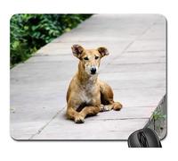 Tappetini per Il Mouse, Stray Dog Footpath Animal Nature Gaming Pad Personalizzato Tappeto Mouse Pratica Tappetino per Il Mouse da Gioco per Ufficio Gaming 25X30Cm