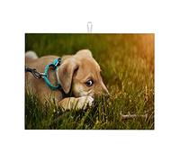 Tappetino assorbente per scolapiatti per animali domestici e cani, grande, 18 x 24 pollici