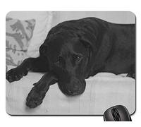 Tappetino da Gaming, Labrador Retriever Black Lab Black Labrador Tappetino Mouse Pad Pratica Tappetini Mouse Personalizzato Tappetini per Il Mouse da Gioco per Pc Notebook 25X30Cm
