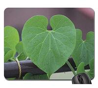 Tappetino Mouse, Giloy Plant Rainy Day Leaves Tappetini per Il Mouse da Gioco Liscia Tappetino Mouse Gaming Personalizzato Gaming Tappetino Mouse per Gaming Ufficio 25X30Cm