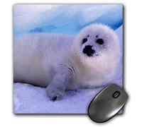 Tappetino Mouse, Gulf of St Lawrence Harp Sea Dog Gavriel Jecan Multifunzionale Tampone per Mouse Pratica Tappetino da Gaming per Computer Notebook Laptop 25X30cm