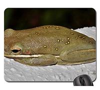 Tappetino Mouse Pad, Frog Tree Frog American Green Tree Frog Croak Tampone per Mouse Liscia Tappetino per Mouse Ergonomico Tappetino per Il Mouse da Gioco per Pc Notebook 25X30Cm