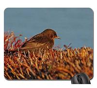 Tappetino per Il Mouse da Gioco, Throttle Songbird Bird Animal Nature Close Tappetino Mouse Pad Personalizzato Mouse Pad Bordi Cuciti Gaming Mousepad per Gaming Ufficio 25X30Cm
