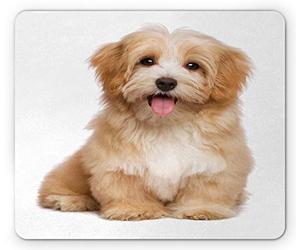 Tappetino per Mouse Nursery Happy Reddish Havanese Dog with Expression Domestic Pet Animals Tappetini Mouse Lavabile Antipolvere Mousepad Forma Rettangolare, per Computer, Laptop, 25x30cm
