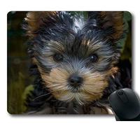Tappetino per mouse personalizzato, Tappetino per mouse per cani Galore, Cucciolo per cane Yorkshire Terrier Cucciolo per Yorkshire Terrier, cani Tappetino per mouse da gioco