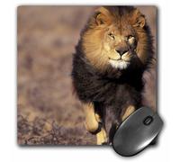 Tappetino per mouse Stuart Westmorland con leone africano maschio africano 8 x 8 x 0,25 di 3dRose LLC (mp_84673_1)