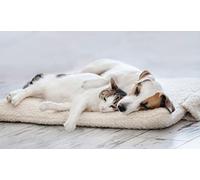 Tappetino Riscaldante per Animali SOGNI E CAPRICCI PETS - Cuccia Termica 64x49 cm per Cani e Gatti con Tessuto Sherpa, Interno Termo-riflettente e Base Antiscivolo, Sfoderabile - Panna
