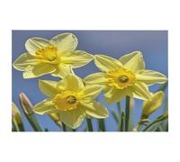 Tappeto giallo con narcisi e fiori per ingresso, lavabile, con retro in gomma antiscivolo, per cucina, morbido, resistente alle macchie, piccolo tappeto per camera da letto e bagno, decorazione per