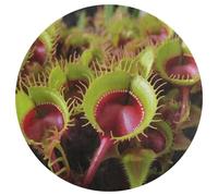 Tappeto rotondo con piante carnivore, lavabile, antiscivolo, per soggiorno, morbido, lavabile, per camera da letto, moderno, per yoga, ufficio, casa, regalo, 80 x 80 cm