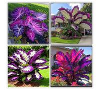 Tappezzante per giardino/L'Orecchio d'elefante è tollerante all'ombra e al freddo/Foglie imponenti/Alto e verticale-6 PIECE-g