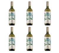 Tarà Pecorino Falerio DOC - Tenuta Cocci Grifoni - 6 Bottiglie da 0.75 lt -