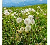 tarassaco medicinali cucina giardino selvaggio giardino primavera selvaggio balcone tagliato decorazione 80pcs
