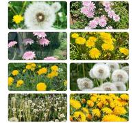 tarassaco semi selvaggio balcone tagliato cucina medicinali giardino primavera giardino 700pcs