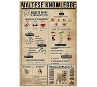 Targa in metallo con la scritta "Maltese Knowledge", cucciolo di maltese, cucciolo felice senza tempo, ufficio, camera da letto, persone, grotta, scuola, bagno, soggiorno, garage, bar, cucina, casa
