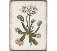 Targa In Metallo Dionaea Muscipula Venus Flytrap Botany Carnivorous Plant Vintage From Curtis Botanical Magazine Retro Funny Tin Sign Decorative Targhe Metallo Vintage Metal Signboard Per Cucina S