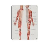 Targa in metallo vintage con anatomia umana Prin, decorazione artistica da parete per pub, club, caffetterie, bar, casa, poster decorativo retrò 30 x 40 cm