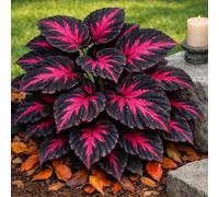 Taro Black Magic Elephant Ear: foglie viola intenso dalla consistenza liscia, perfette per l'architettura del paesaggio e la coltivazione in vaso-6 PIECE-f