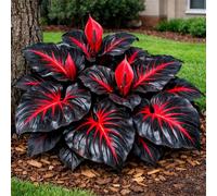 Taro Black Magic Elephant Ear: foglie viola intenso dalla consistenza liscia, perfette per l'architettura del paesaggio e la coltivazione in vaso-10 PIECE-h